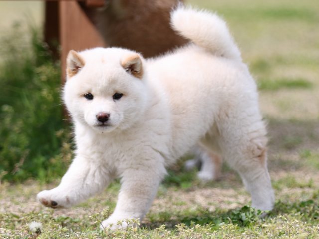 FP5A5829-puppy FP5A5829-puppy