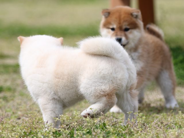 FP5A5850-puppy FP5A5850-puppy