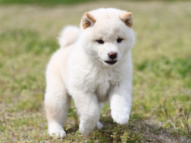 FP5A5894-puppy FP5A5894-puppy