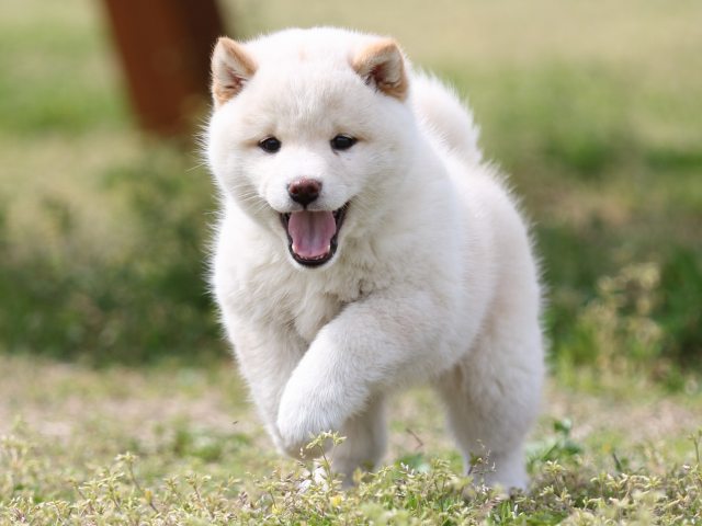 FP5A5953-puppy FP5A5953-puppy