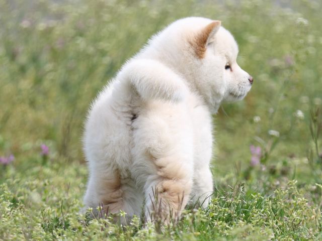 FP5A6051-puppy FP5A6051-puppy