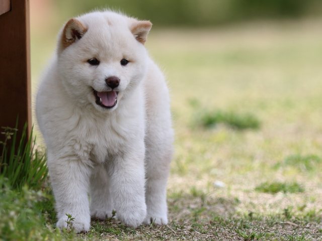FP5A6101-puppy FP5A6101-puppy