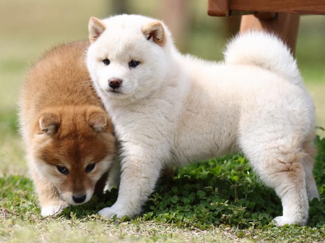 FP5A6115-puppy FP5A6115-puppy
