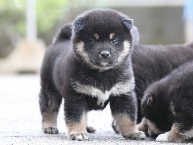 FP5A6213-puppy FP5A6213-puppy