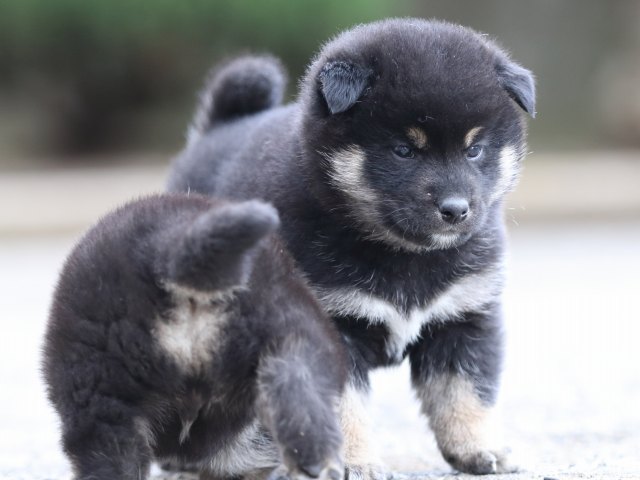 FP5A6225-puppy FP5A6225-puppy