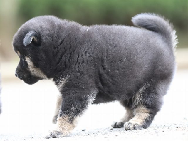 FP5A6230-puppy FP5A6230-puppy