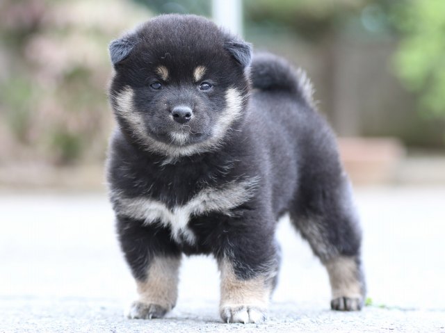 FP5A6249-puppy FP5A6249-puppy