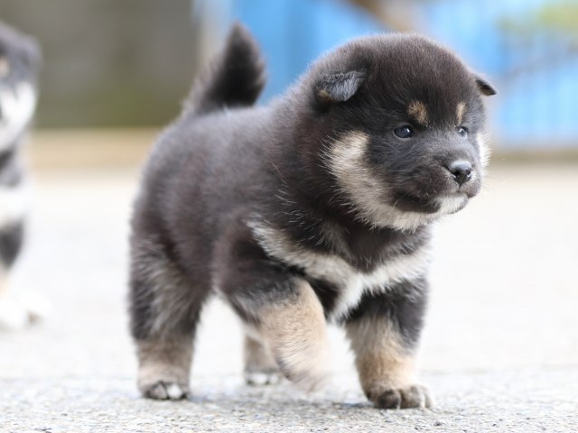 FP5A6279-puppy FP5A6279-puppy