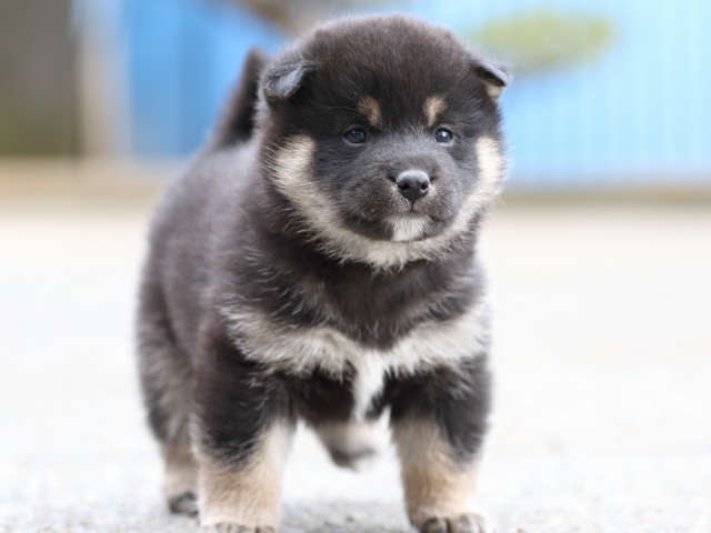 FP5A6287-puppy FP5A6287-puppy