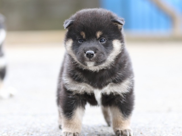 FP5A6299-puppy FP5A6299-puppy