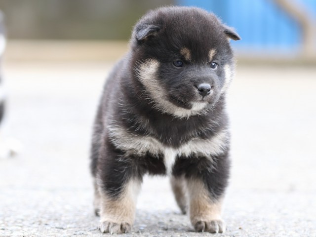 FP5A6302-puppy FP5A6302-puppy