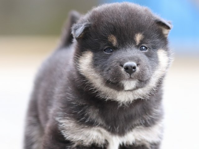 FP5A6310-puppy FP5A6310-puppy