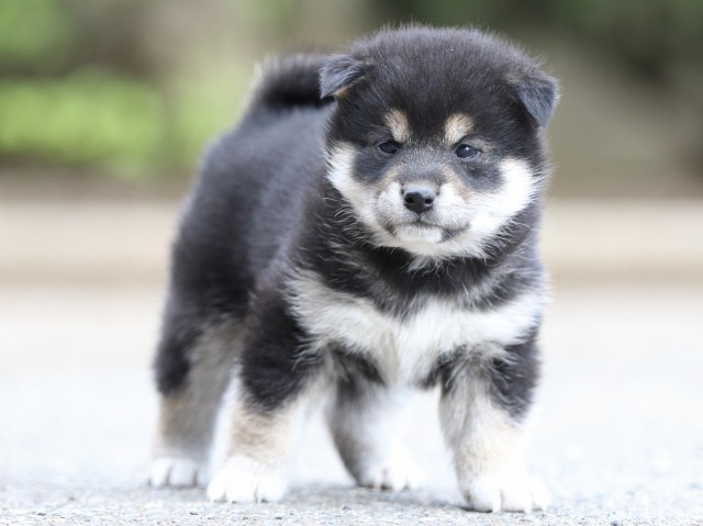 FP5A6397-puppy FP5A6397-puppy