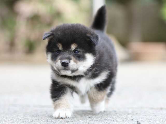 FP5A6406-puppy FP5A6406-puppy