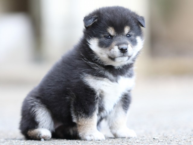 FP5A6465-puppy FP5A6465-puppy