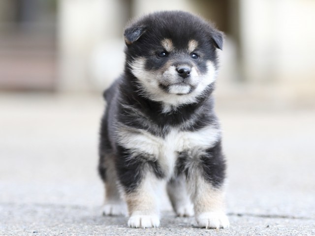 FP5A6480-puppy FP5A6480-puppy