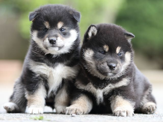 FP5A6495-puppy FP5A6495-puppy