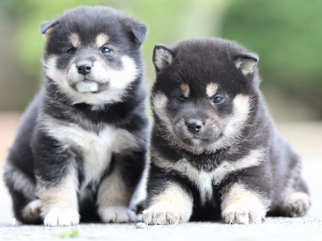 FP5A6514-puppy FP5A6514-puppy