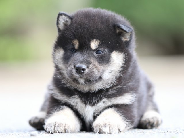 FP5A6528-puppy FP5A6528-puppy