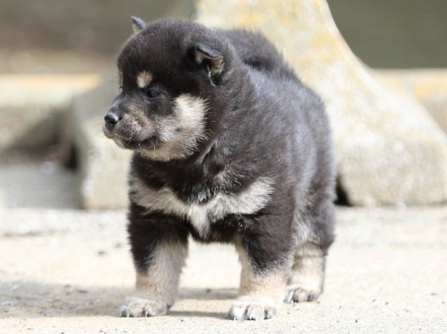 FP5A6568-puppy FP5A6568-puppy