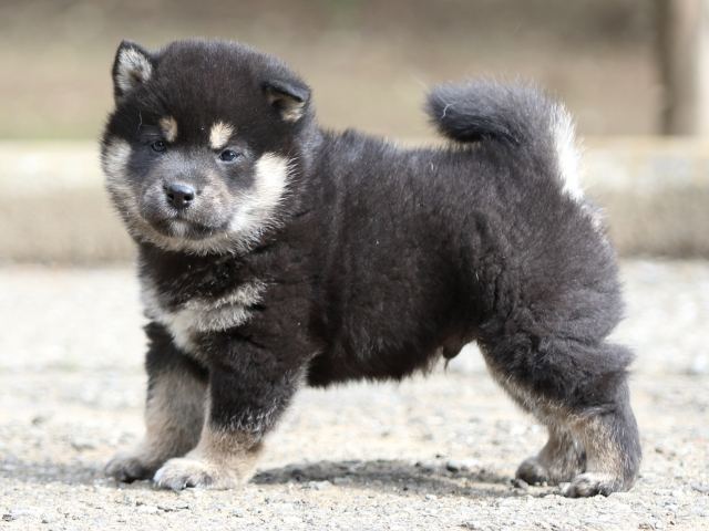 FP5A6578-puppy FP5A6578-puppy