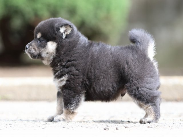 FP5A6581-puppy FP5A6581-puppy