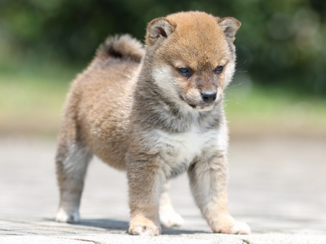 FP5A6743-puppy FP5A6743-puppy