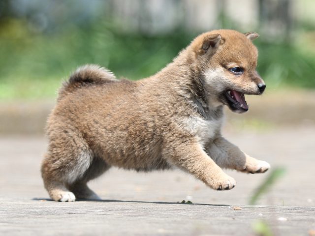 FP5A6758-puppy FP5A6758-puppy