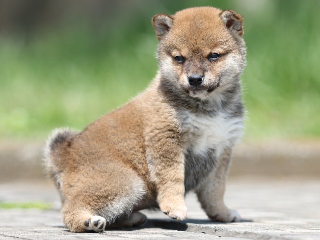 FP5A6795-puppy FP5A6795-puppy