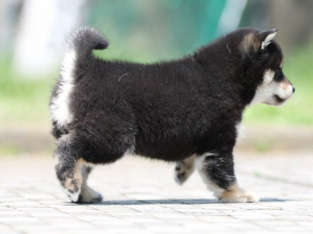FP5A6902-puppy FP5A6902-puppy