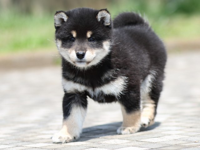 FP5A7001-puppy FP5A7001-puppy