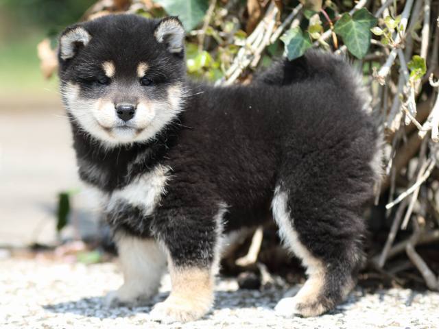 FP5A7012-puppy FP5A7012-puppy