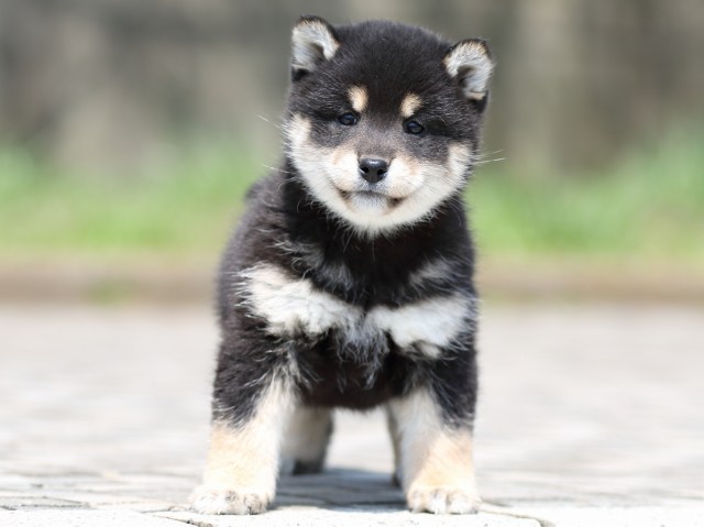 FP5A7034-puppy FP5A7034-puppy