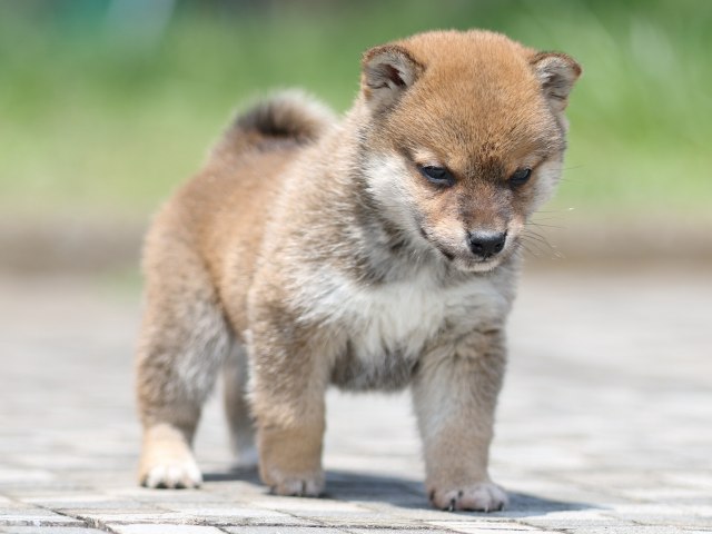 FP5A7055-puppy FP5A7055-puppy