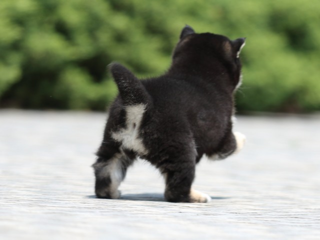 FP5A7336-puppy FP5A7336-puppy
