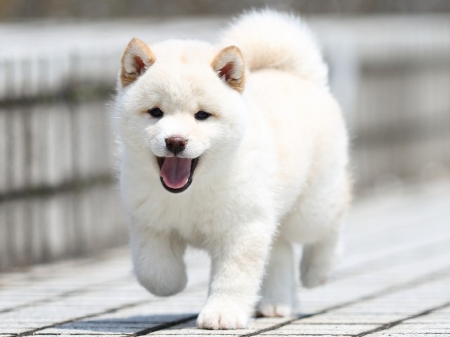 FP5A7359-puppy FP5A7359-puppy