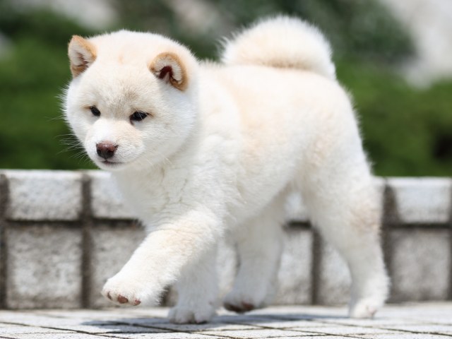 FP5A7394-puppy FP5A7394-puppy