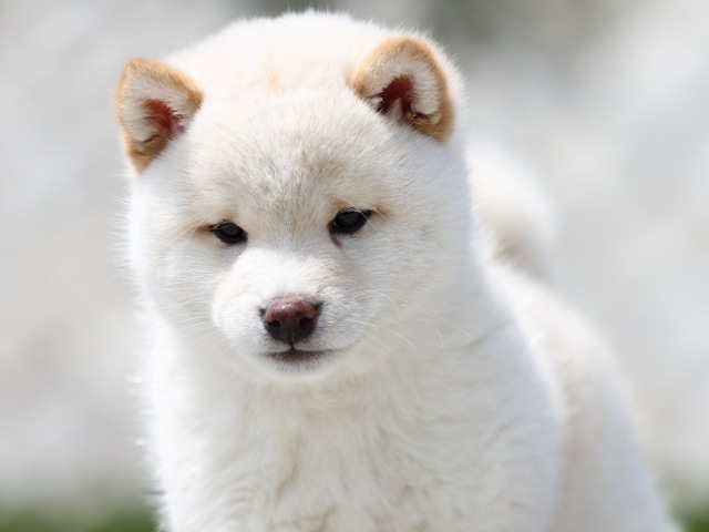 FP5A7414-puppy FP5A7414-puppy