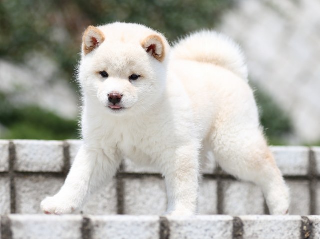 FP5A7420-puppy FP5A7420-puppy