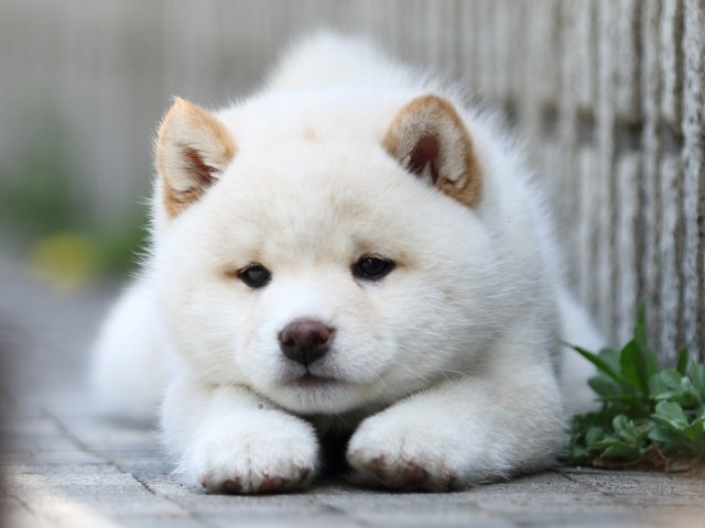 FP5A7456-puppy FP5A7456-puppy