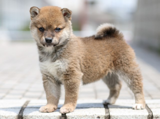 FP5A7506-puppy FP5A7506-puppy