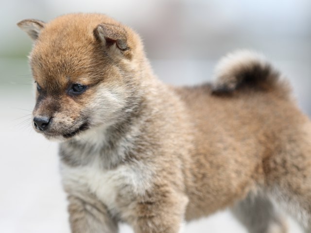 FP5A7510-puppy FP5A7510-puppy