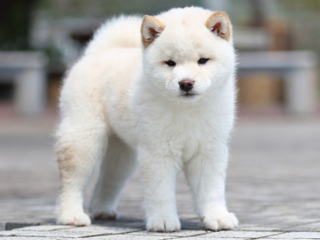 FP5A7554-puppy FP5A7554-puppy