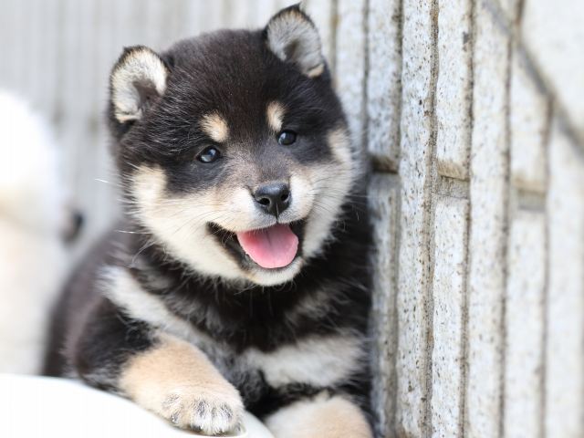 FP5A7598-puppy FP5A7598-puppy