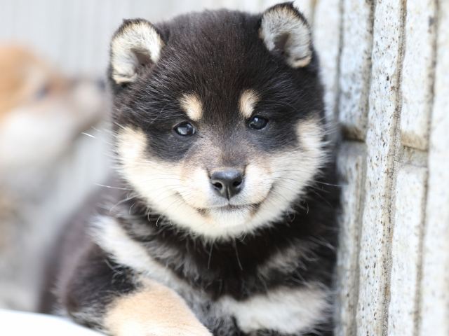 FP5A7603-puppy FP5A7603-puppy