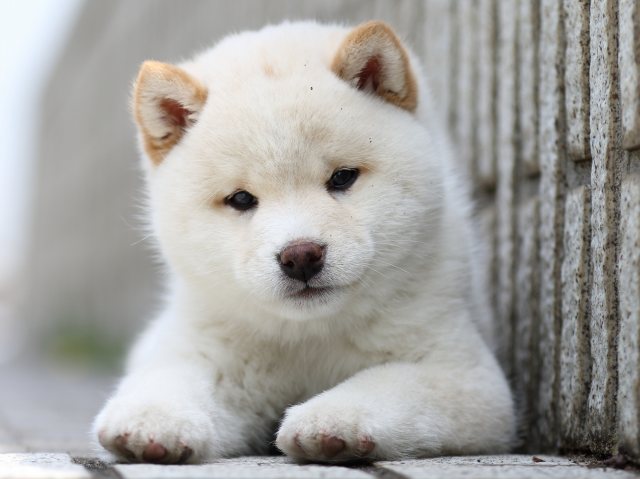 FP5A7668-puppy FP5A7668-puppy