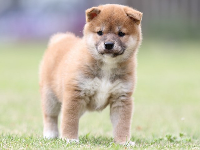 FP5A7710-puppy FP5A7710-puppy