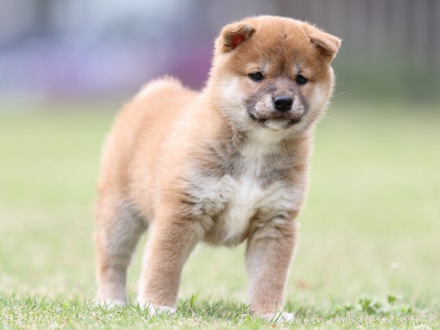 FP5A7714-puppy FP5A7714-puppy