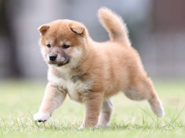 FP5A7723-puppy FP5A7723-puppy