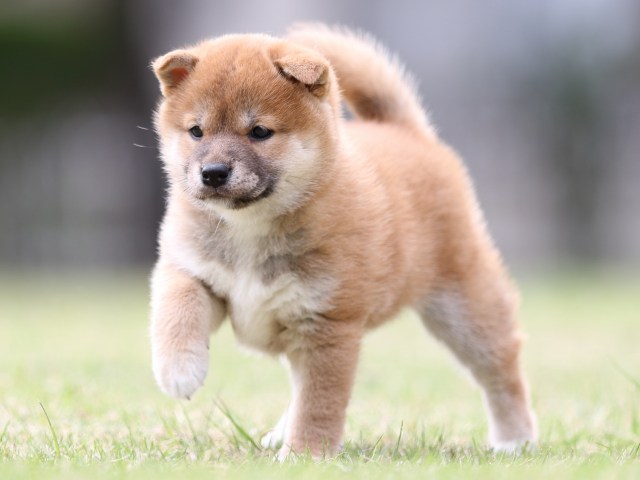 FP5A7728-puppy FP5A7728-puppy